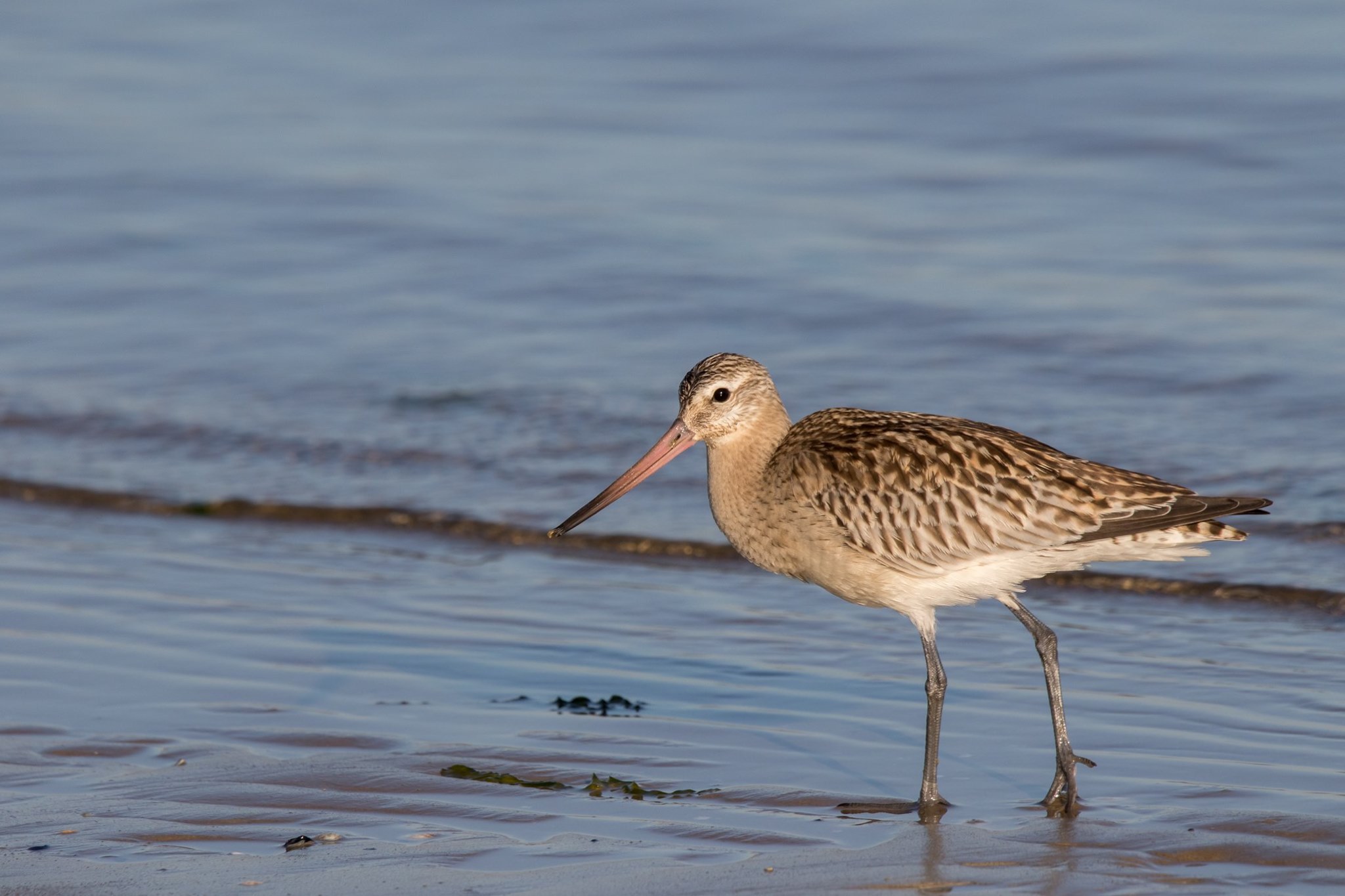 Pittima minore  (Limosa lapponica)